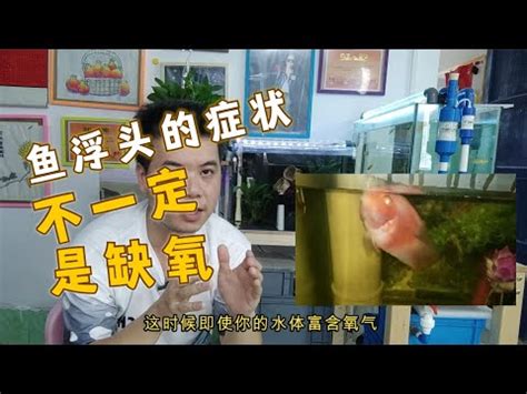 金魚缺氧|金魚缺氧有什麼表現，怎麼搶救